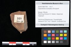Foto (Objekt + Etikett) von Glyptostrobus europaeus Brongniart (NHMW-GEO-2024-0188-0168)